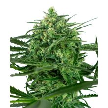 Sensi Seeds Sensi Amnesia - feminised