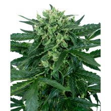 Sensi Seeds Sensi Amnesia Auto - feminised