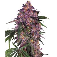 Sensi Seeds Sensi Purple Kush - feminised