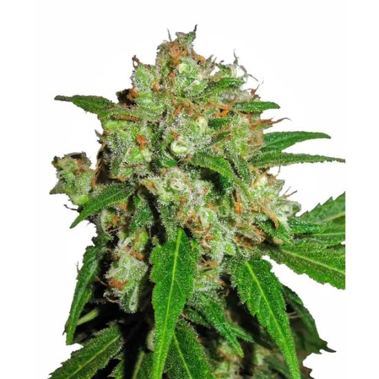 Sensi Seeds Sensi Skunk - feminised