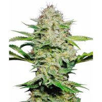 Sensi Seeds Sensi Skunk Auto - feminised