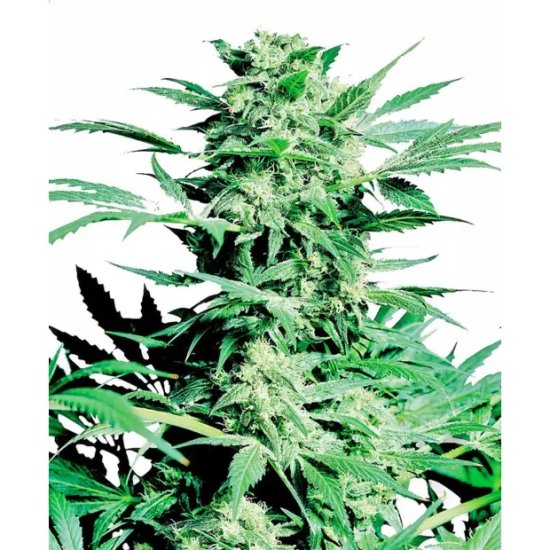 Sensi Seeds Shiva Skunk - feminised