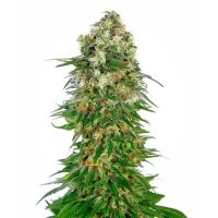 Sensi Seeds Shiva Skunk Auto - feminised