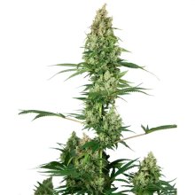 Sensi Seeds Silver Fire - feminised