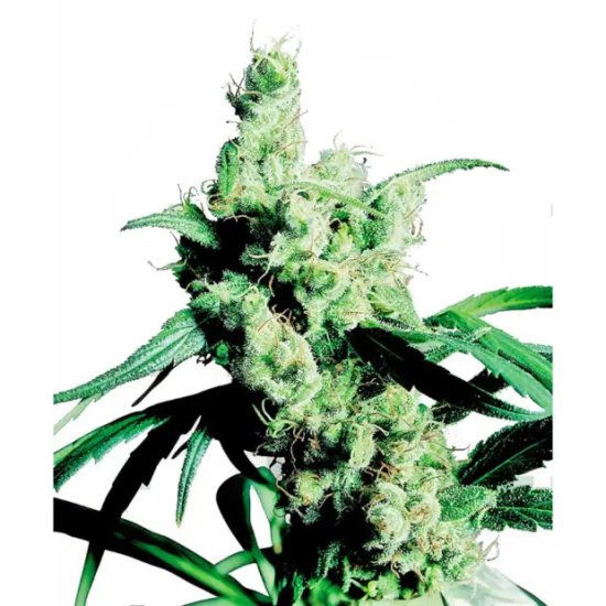 Sensi Seeds Silver Haze - feminised