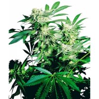 Sensi Seeds Skunk Kush - feminised