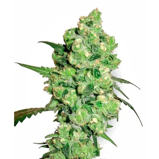 Sensi Seeds Super Skunk - feminised