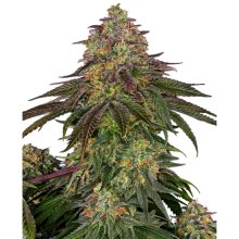 Sensi Seeds Sweet Cherry Kush - feminised