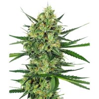 Sensi Seeds Tangerine Sugar - feminised