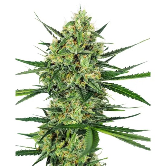 Sensi Seeds Tangerine Sugar - feminised