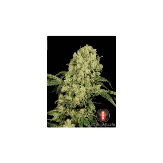 Serious Seeds AK47 - feminised