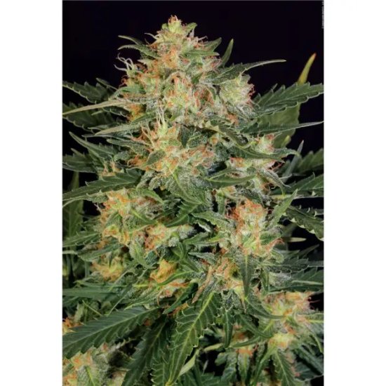 Serious Seeds Auto White Russian#1 - feminised