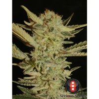 Serious Seeds Bubble Gum - feminised