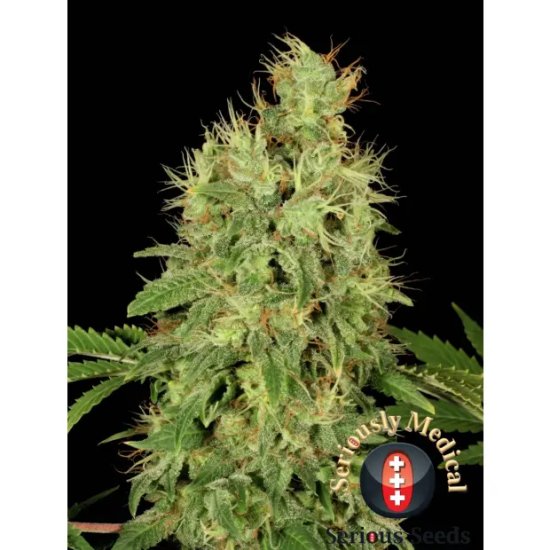 Serious Seeds CBD Chronic - feminised