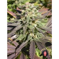 Serious Seeds CBD Warlock - feminised