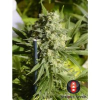 Serious Seeds Double Dutch - feminised