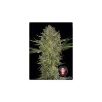 Serious Seeds Serious Kush - feminised