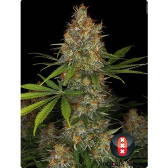 Serious Seeds Strawberry AK - feminised