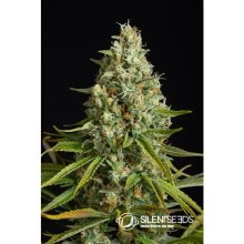 Silent Seeds Amnesia Lemon - feminised