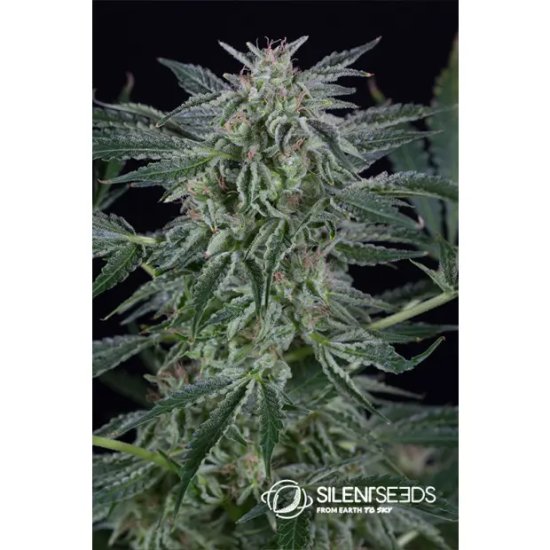 Silent Seeds Critical Jack Auto - feminised