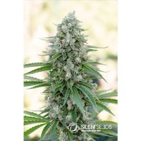 Silent Seeds Critical Mango - feminised