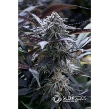 Silent Seeds Grape Juice - feminised