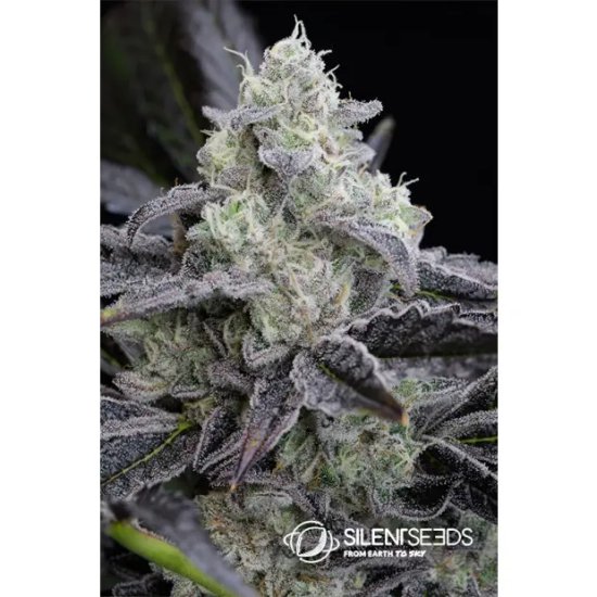 Silent Seeds L.A. Vanilla Cake - feminised