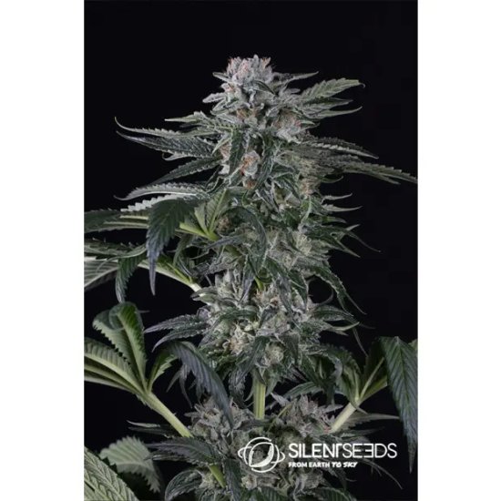 Silent Seeds Moby Dick Auto - feminised