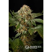 Silent Seeds OG Kush - feminised