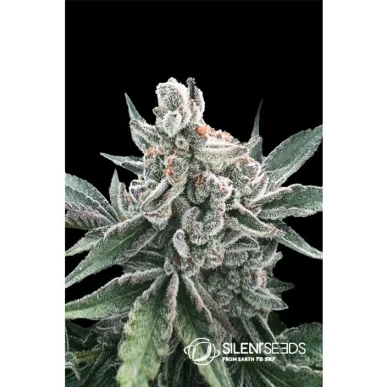 Silent Seeds Polar Gelato Auto - feminised