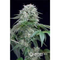 Silent Seeds Starfire OG - feminised