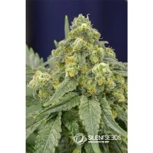 Silent Seeds White Widow - feminised