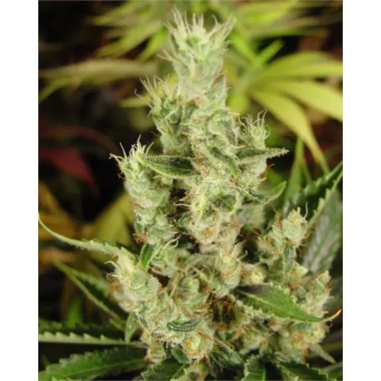 Soma Seeds Amnesia Haze - feminised