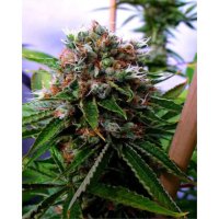 Soma Seeds Buddha's Sister - feminised