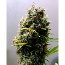 Soma Seeds Kushadelic - feminised