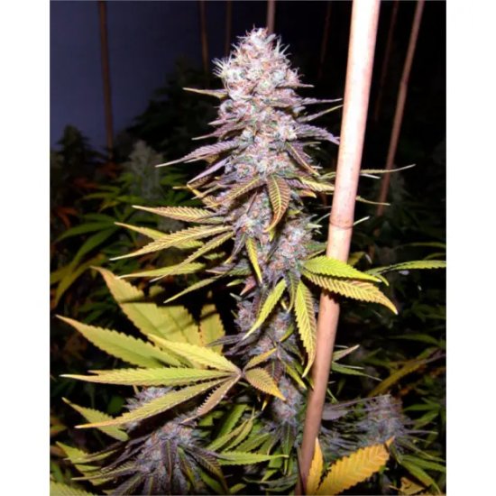 Soma Seeds Lavender - feminised