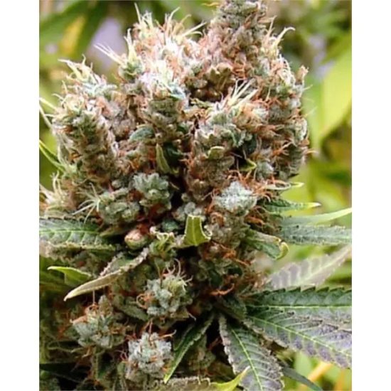 Soma Seeds Somalicious - feminised