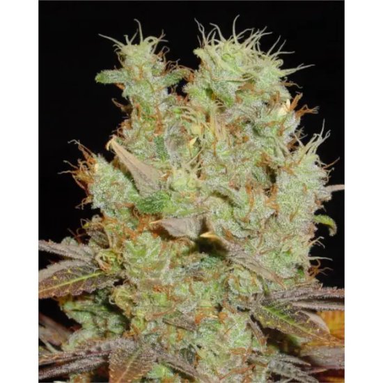 Soma Seeds Somango - feminised