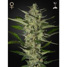 Strain Hunters Flowerbomb Kush - feminised