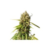 Super Sativa Seed Club Auto Elephant - feminised