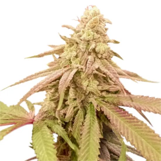 Super Sativa Seed Club Auto Purple OG Punch - feminised