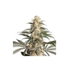 Super Sativa Seed Club Black Lebanon - feminised