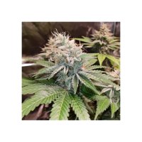 Super Sativa Seed Club Lava Freeze - feminised