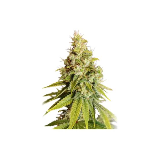 Super Sativa Seed Club Lemon OG - feminised