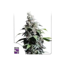 Super Sativa Seed Club Pineapple Poison - feminised