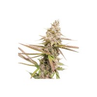 Super Sativa Seed Club Strawberry Cookies - feminised