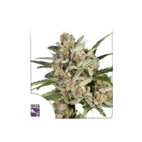 Super Sativa Seed Club Super Mad Sky Floater - feminised