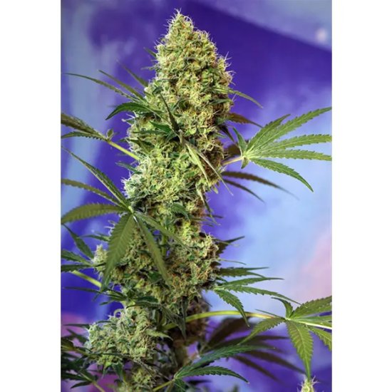 Sweet Seeds Big Devil Auto - feminised