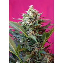 Sweet Seeds Big Devil XL Auto - feminised