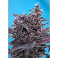 Sweet Seeds Black Cream Auto - feminised